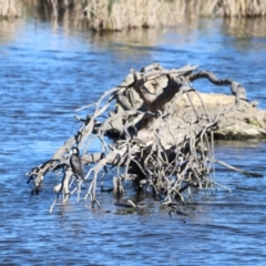 Microcarbo melanoleucos at Fyshwick, ACT - 22 Oct 2023