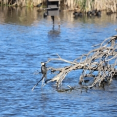 Microcarbo melanoleucos at Fyshwick, ACT - 22 Oct 2023