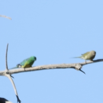 Psephotus haematonotus (Red-rumped Parrot) at Jerrabomberra Wetlands - 21 Oct 2023 by JimL