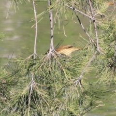 Acrocephalus australis (Australian Reed-Warbler) at Fyshwick, ACT - 22 Oct 2023 by JimL