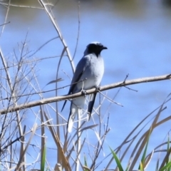 Coracina novaehollandiae (Black-faced Cuckooshrike) at Fyshwick, ACT - 22 Oct 2023 by JimL
