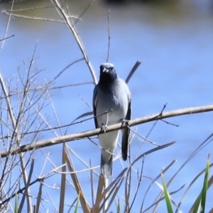 Coracina novaehollandiae at Fyshwick, ACT - 22 Oct 2023