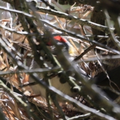 Neochmia temporalis (Red-browed Finch) at Fyshwick, ACT - 22 Oct 2023 by JimL