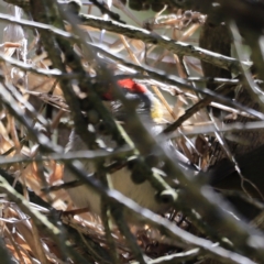 Neochmia temporalis (Red-browed Finch) at Fyshwick, ACT - 21 Oct 2023 by JimL