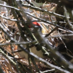 Neochmia temporalis (Red-browed Finch) at Jerrabomberra Wetlands - 21 Oct 2023 by JimL