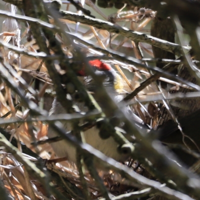 Neochmia temporalis (Red-browed Finch) at Fyshwick, ACT - 21 Oct 2023 by JimL