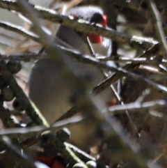 Neochmia temporalis at Fyshwick, ACT - suppressed