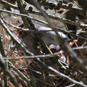 Neochmia temporalis at Fyshwick, ACT - suppressed