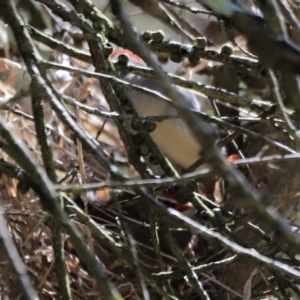 Neochmia temporalis at Fyshwick, ACT - suppressed