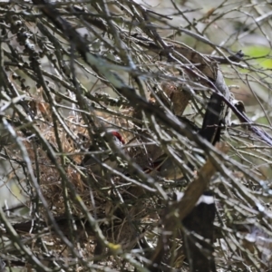 Neochmia temporalis at Fyshwick, ACT - suppressed