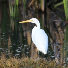 Ardea alba (Great Egret) at Fyshwick, ACT - 21 Oct 2023 by JimL