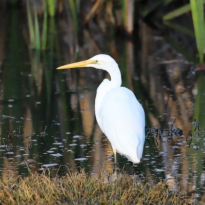 Ardea alba (Great Egret) at Jerrabomberra Wetlands - 21 Oct 2023 by JimL