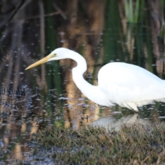 Ardea alba at Fyshwick, ACT - 22 Oct 2023 07:04 AM