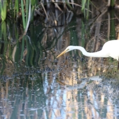 Ardea alba at Fyshwick, ACT - 22 Oct 2023 07:04 AM