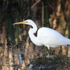 Ardea alba at Fyshwick, ACT - 22 Oct 2023 07:04 AM