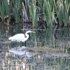 Ardea alba at Fyshwick, ACT - 22 Oct 2023 07:04 AM