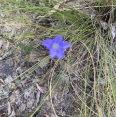 Wahlenbergia sp. (Bluebell) at Point 38 - 22 Oct 2023 by lyndallh
