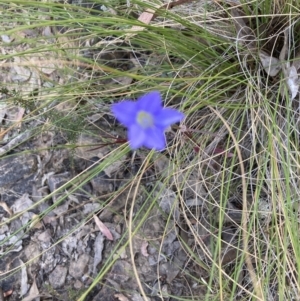 Wahlenbergia sp. at Canberra Central, ACT - 22 Oct 2023