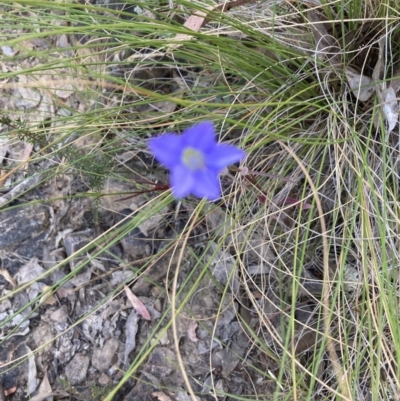 Wahlenbergia sp. (Bluebell) at Point 38 - 22 Oct 2023 by lyndallh