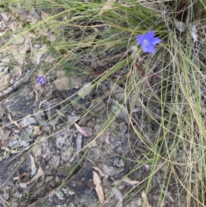 Wahlenbergia sp. at Canberra Central, ACT - 22 Oct 2023