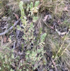 Brachyloma daphnoides (Daphne Heath) at Black Mountain - 22 Oct 2023 by lyndallh