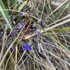 Dianella revoluta var. revoluta (Black-Anther Flax Lily) at Black Mountain - 22 Oct 2023 by lyndallh