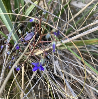 Dianella revoluta var. revoluta (Black-Anther Flax Lily) at Canberra Central, ACT - 22 Oct 2023 by lyndallh