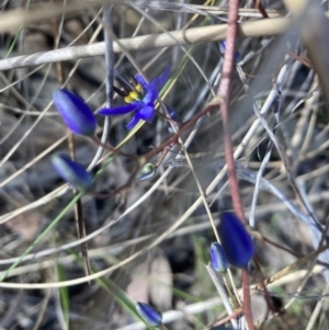 Dianella revoluta var. revoluta at Canberra Central, ACT - 22 Oct 2023