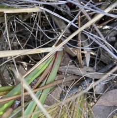 Dianella revoluta var. revoluta at Canberra Central, ACT - 22 Oct 2023 04:50 PM