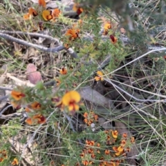 Pultenaea procumbens (Bush Pea) at Point 38 - 22 Oct 2023 by lyndallh