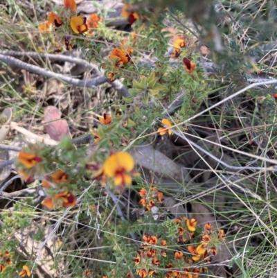 Pultenaea procumbens (Bush Pea) at Black Mountain - 22 Oct 2023 by lyndallh