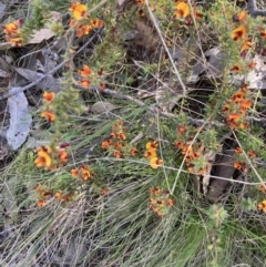 Pultenaea procumbens at Canberra Central, ACT - 22 Oct 2023