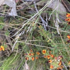 Pultenaea procumbens at Canberra Central, ACT - 22 Oct 2023