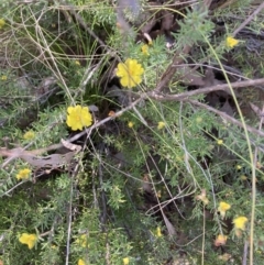 Hibbertia calycina (Lesser Guinea-flower) at Point 38 - 22 Oct 2023 by lyndallh