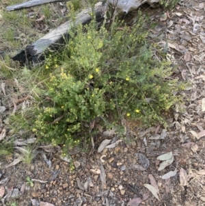 Hibbertia calycina at Canberra Central, ACT - 22 Oct 2023 04:44 PM