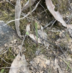 Caladenia cucullata (Lemon Caps) at Black Mountain - 22 Oct 2023 by lyndallh