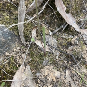 Caladenia cucullata at Canberra Central, ACT - 22 Oct 2023