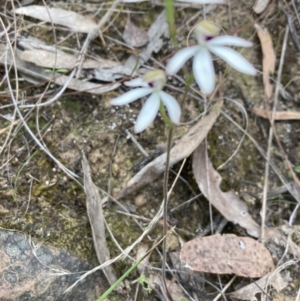 Caladenia cucullata at Canberra Central, ACT - 22 Oct 2023