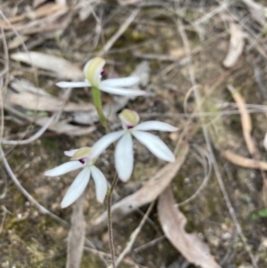 Caladenia cucullata at Canberra Central, ACT - 22 Oct 2023