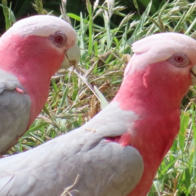 Eolophus roseicapilla (Galah) at QPRC LGA - 20 Oct 2023 by MatthewFrawley