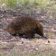 Tachyglossus aculeatus (Short-beaked Echidna) at QPRC LGA - 20 Oct 2023 by MatthewFrawley