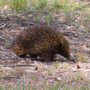 Tachyglossus aculeatus at Braidwood, NSW - 21 Oct 2023