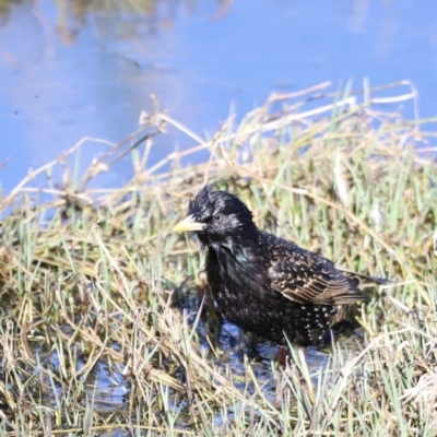 Sturnus vulgaris (Common Starling) at Jerrabomberra Wetlands - 21 Oct 2023 by JimL