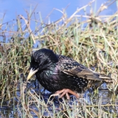 Sturnus vulgaris at Fyshwick, ACT - 22 Oct 2023