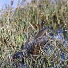 Sturnus vulgaris at Fyshwick, ACT - 22 Oct 2023