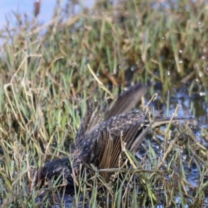 Sturnus vulgaris at Fyshwick, ACT - 22 Oct 2023