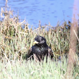 Sturnus vulgaris at Fyshwick, ACT - 22 Oct 2023