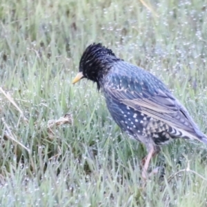 Sturnus vulgaris at Fyshwick, ACT - 22 Oct 2023