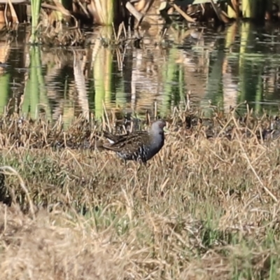 Porzana fluminea (Australian Spotted Crake) at Jerrabomberra Wetlands - 21 Oct 2023 by JimL