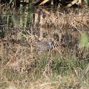 Porzana fluminea at Fyshwick, ACT - 22 Oct 2023